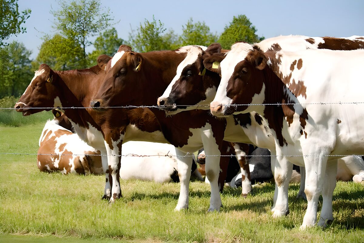 Vacas marrones y blancas en el prado