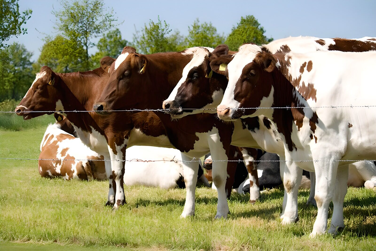 TPES45458: Vacas marrones y blancas en el prado