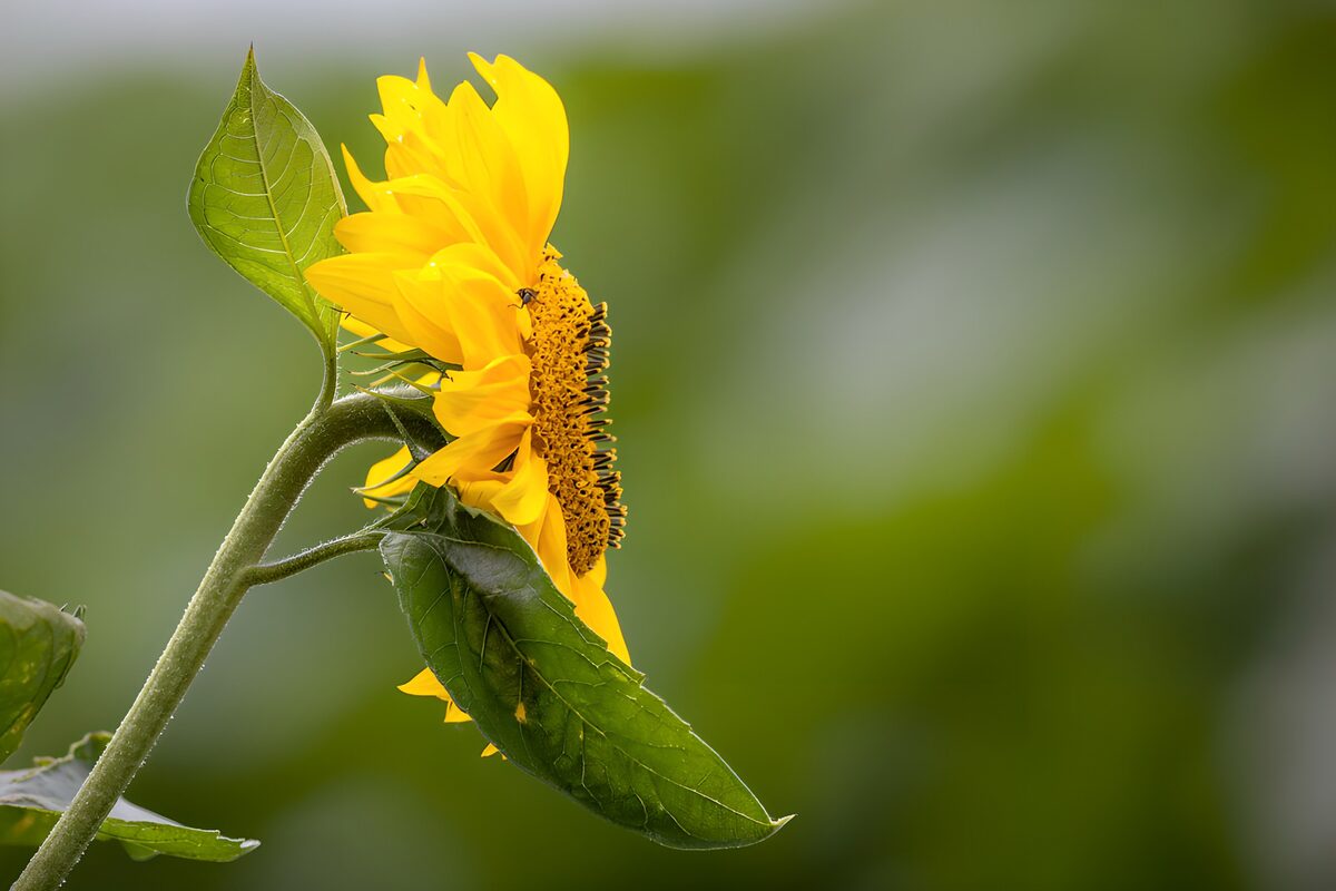 TPES86418: Girasol de perfil bajo una luz suave