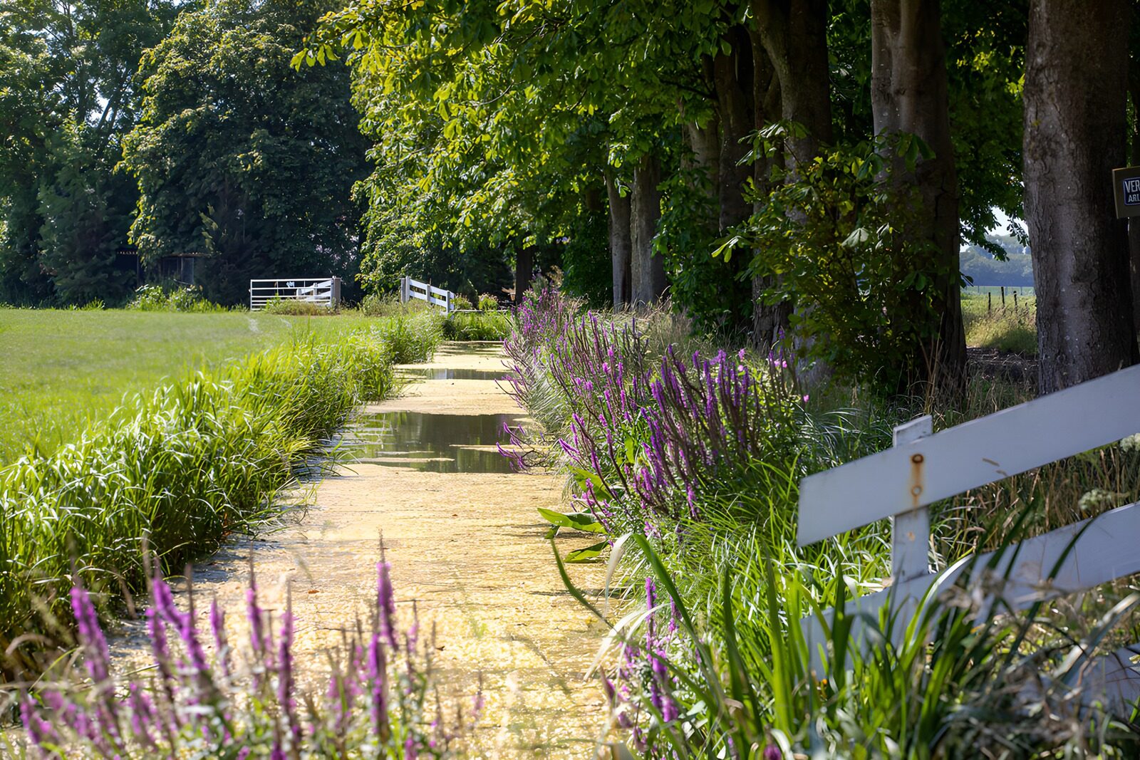 TPES18200: Canal rural entre flores moradas
