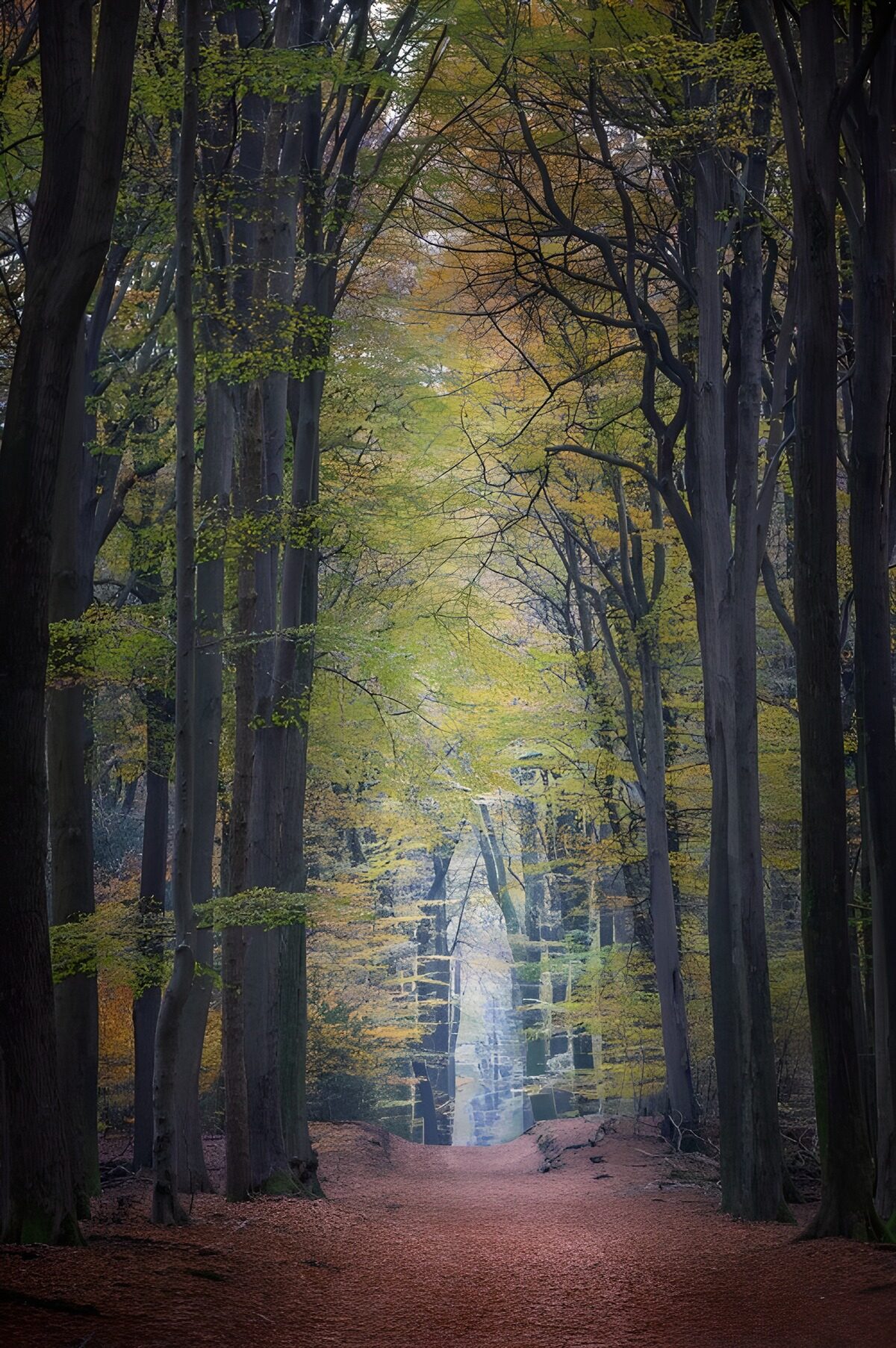 Sendero de otoño entre árboles altos