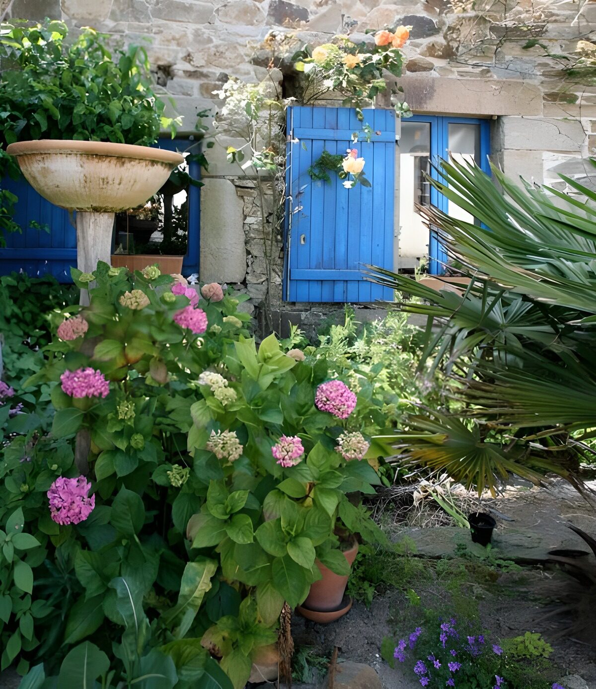 Hortensias y contraventanas azules al sol