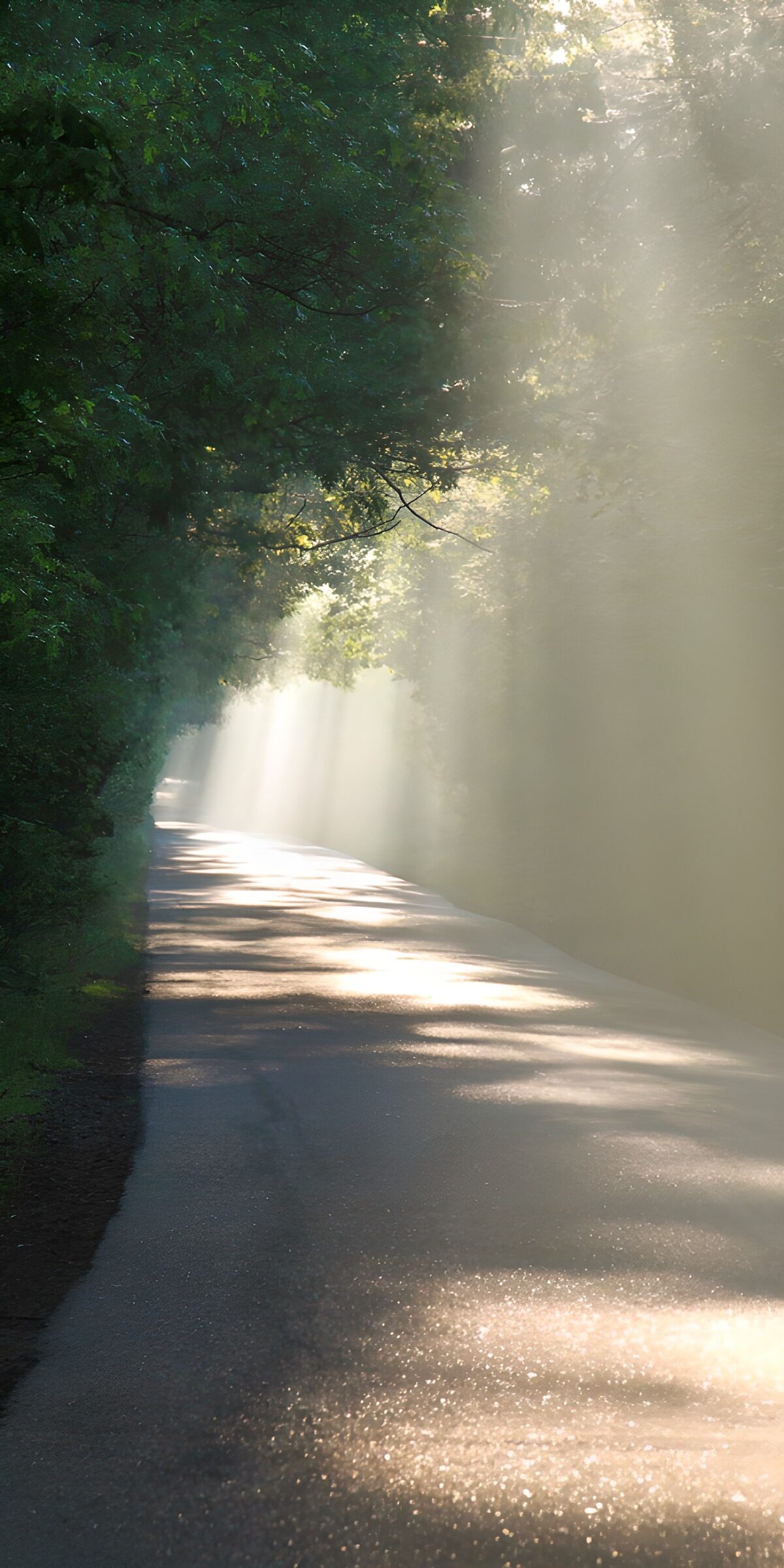 TPES11432: Carretera entre árboles y rayos de sol