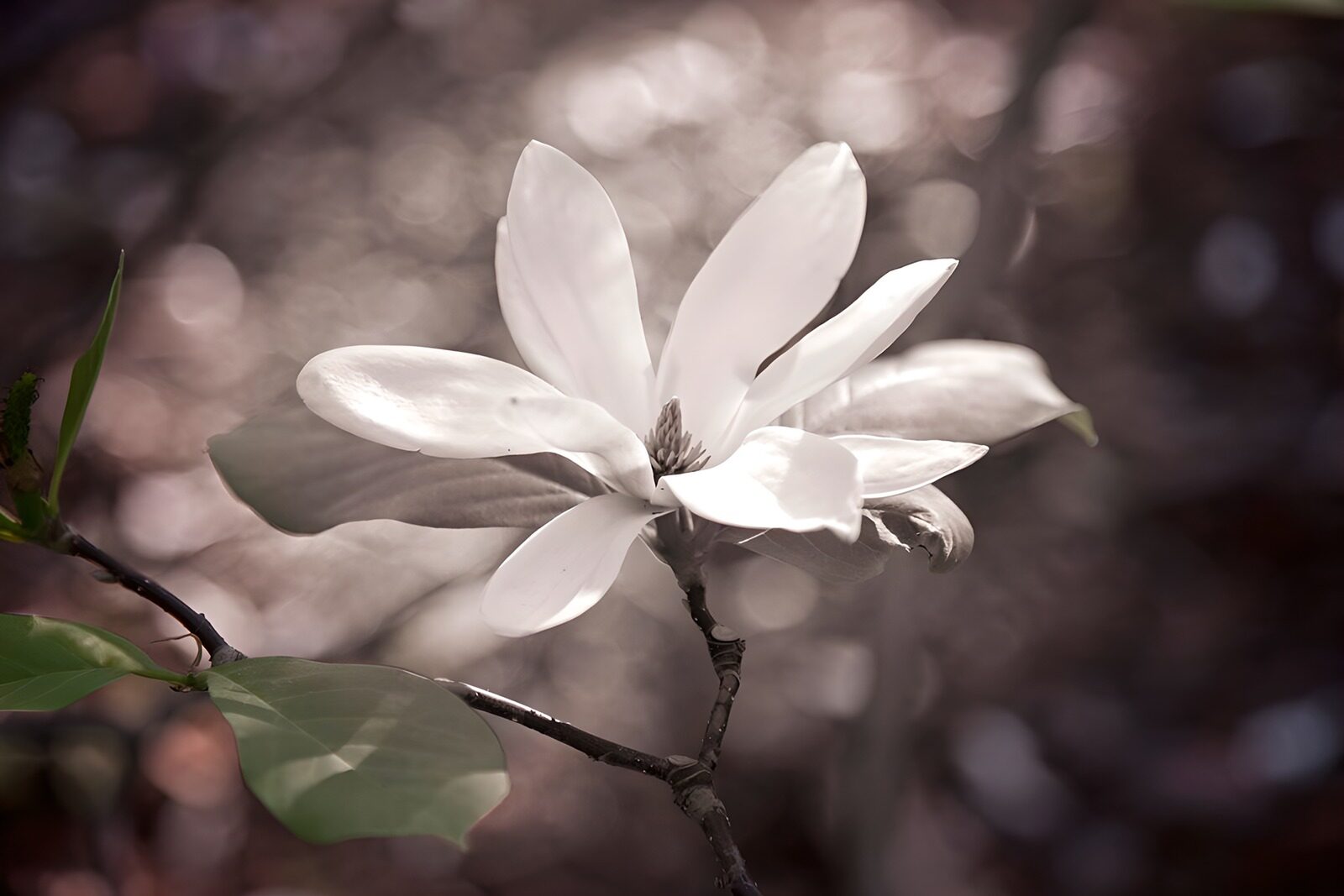 TPES85448: Magnolia blanca a la luz natural