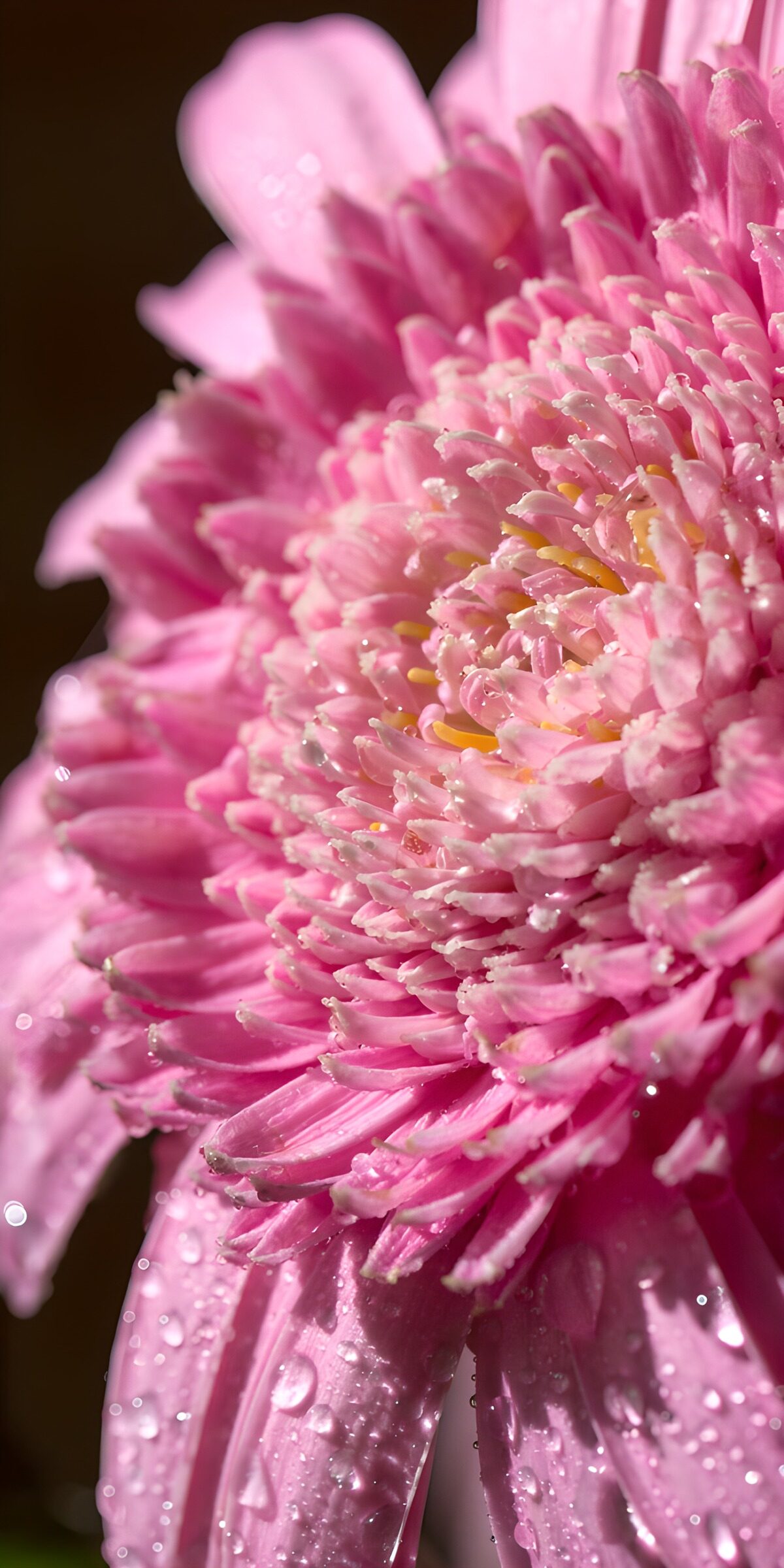 TPES44827: Flor rosa vestida de gotas de agua