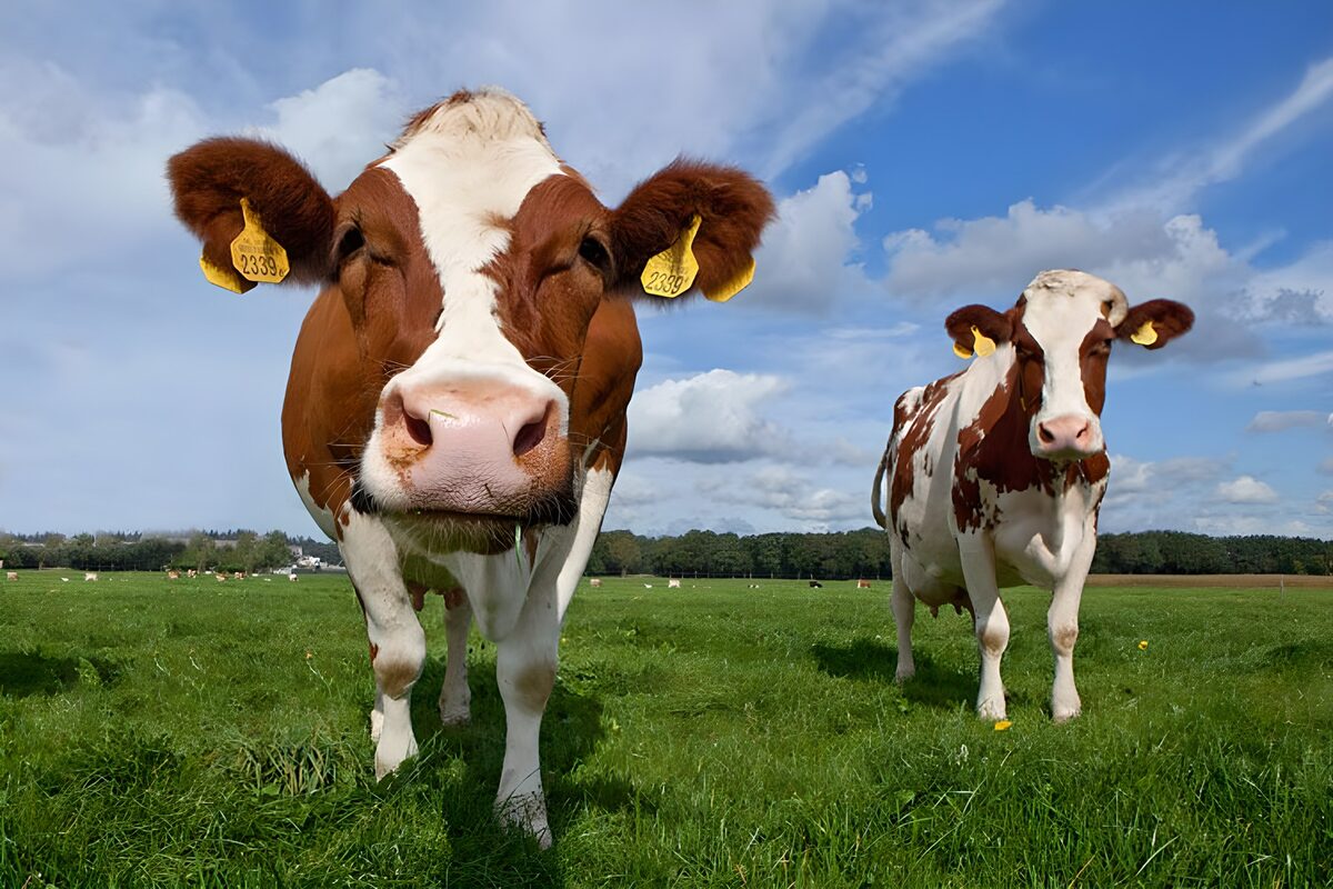 Dos vacas curiosas en un prado verde