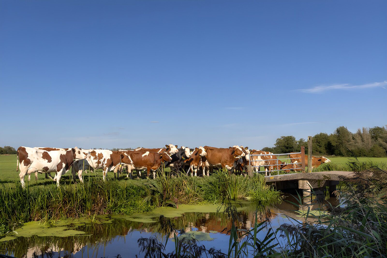 TPES44544: Vacas rojizas y blancas junto al agua