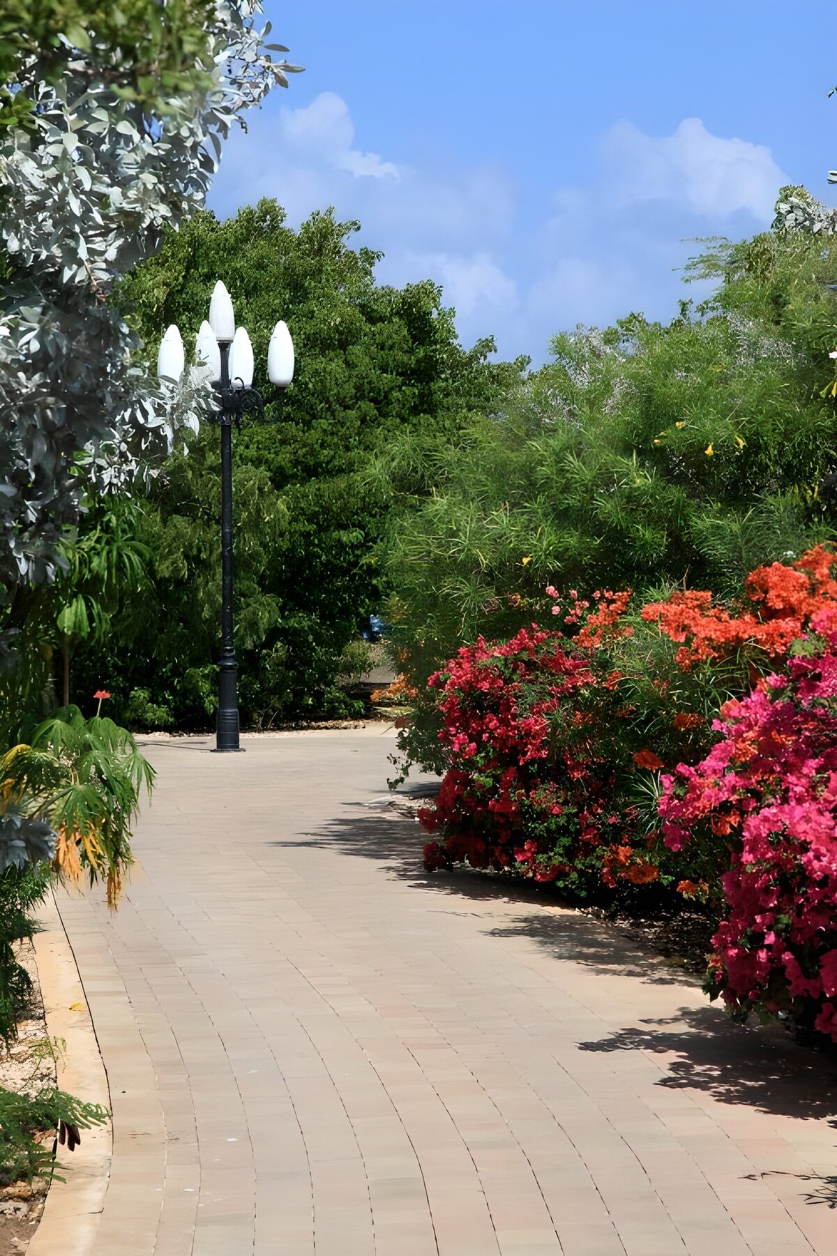 Paseo entre buganvillas al sol