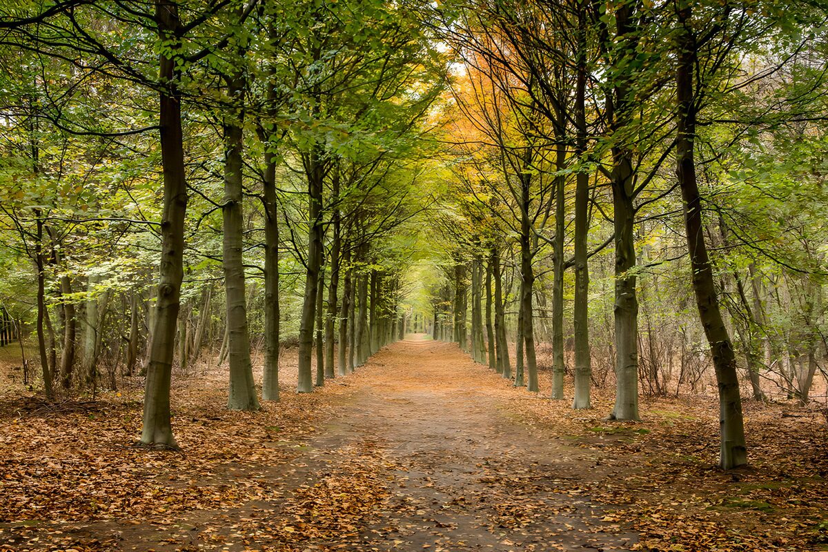 Camino de otoño entre hileras de árboles