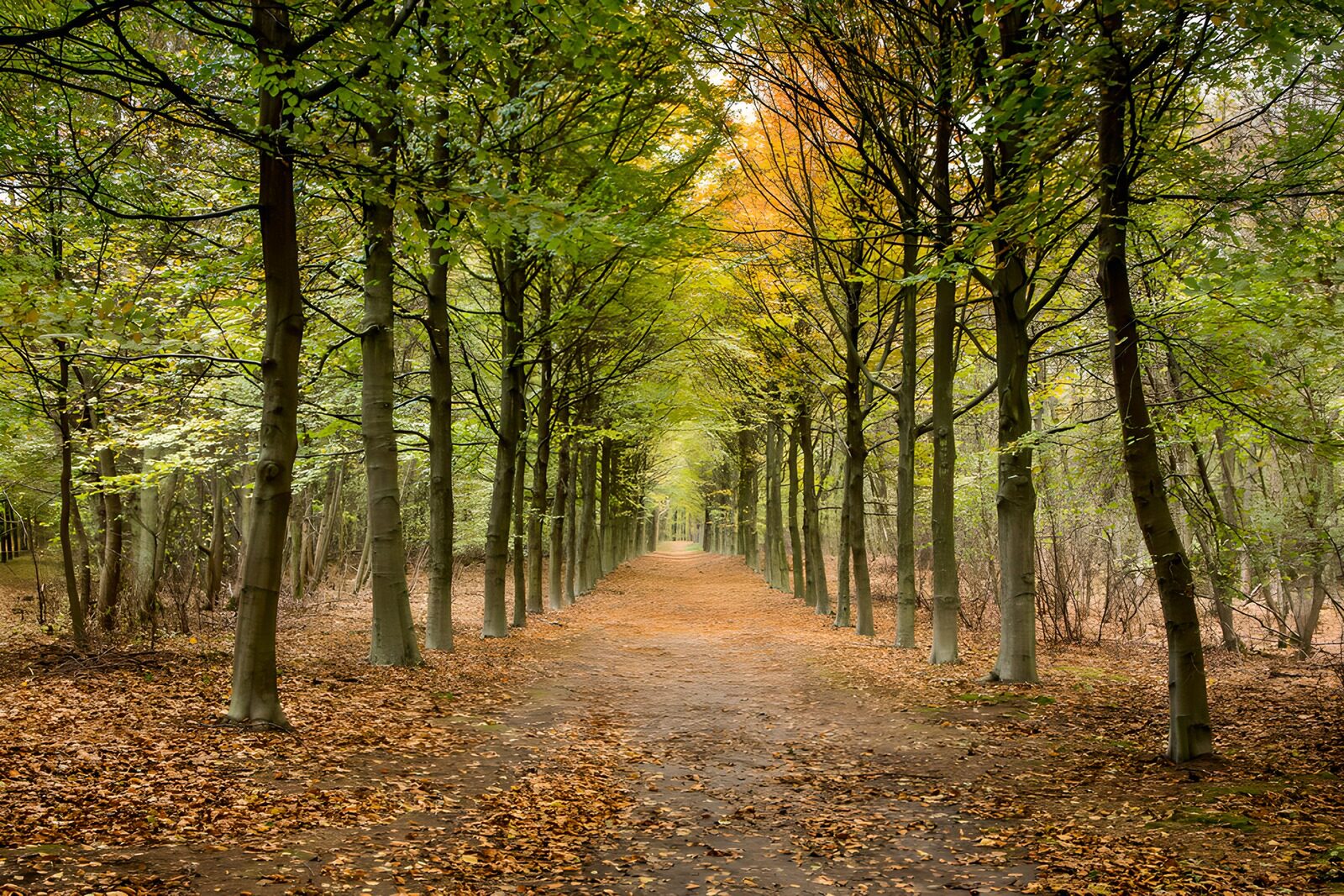 TPES36682: Camino de otoño entre hileras de árboles