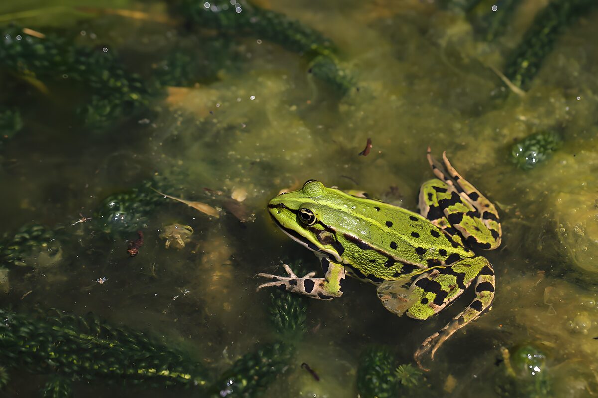 Rana verde en aguas tranquilas