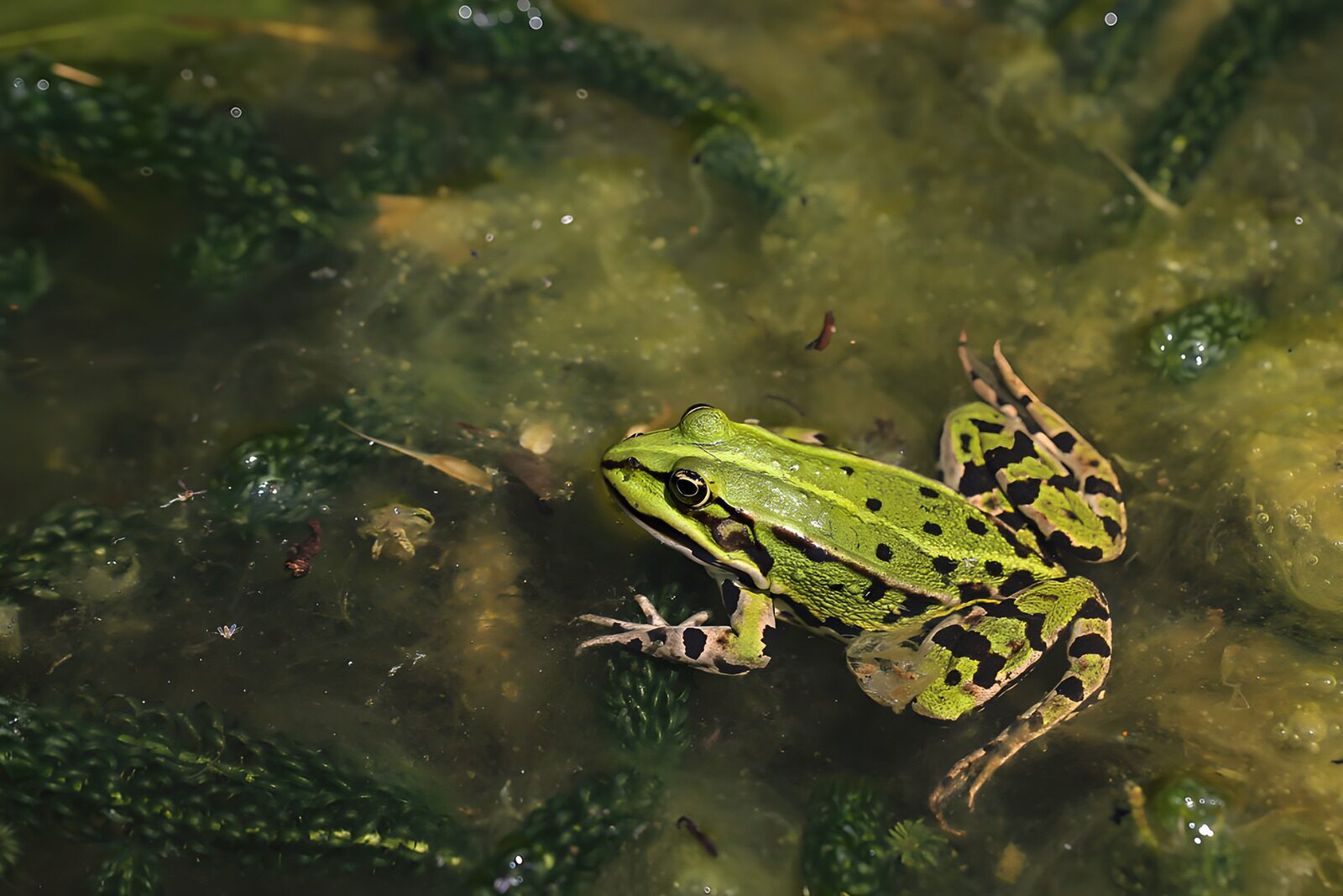 TPES16749: Rana verde en aguas tranquilas