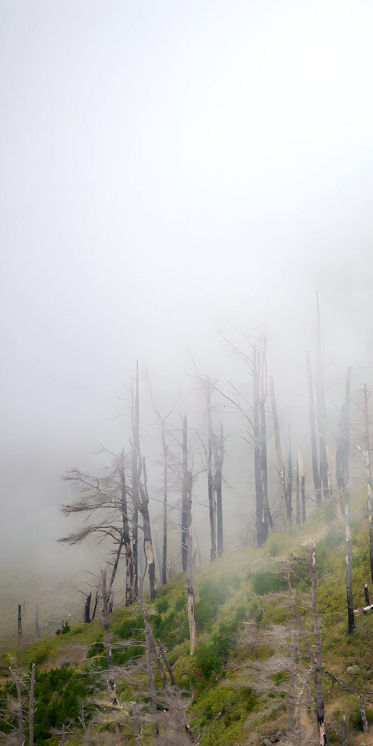 TPES68686: Árboles muertos entre la niebla
