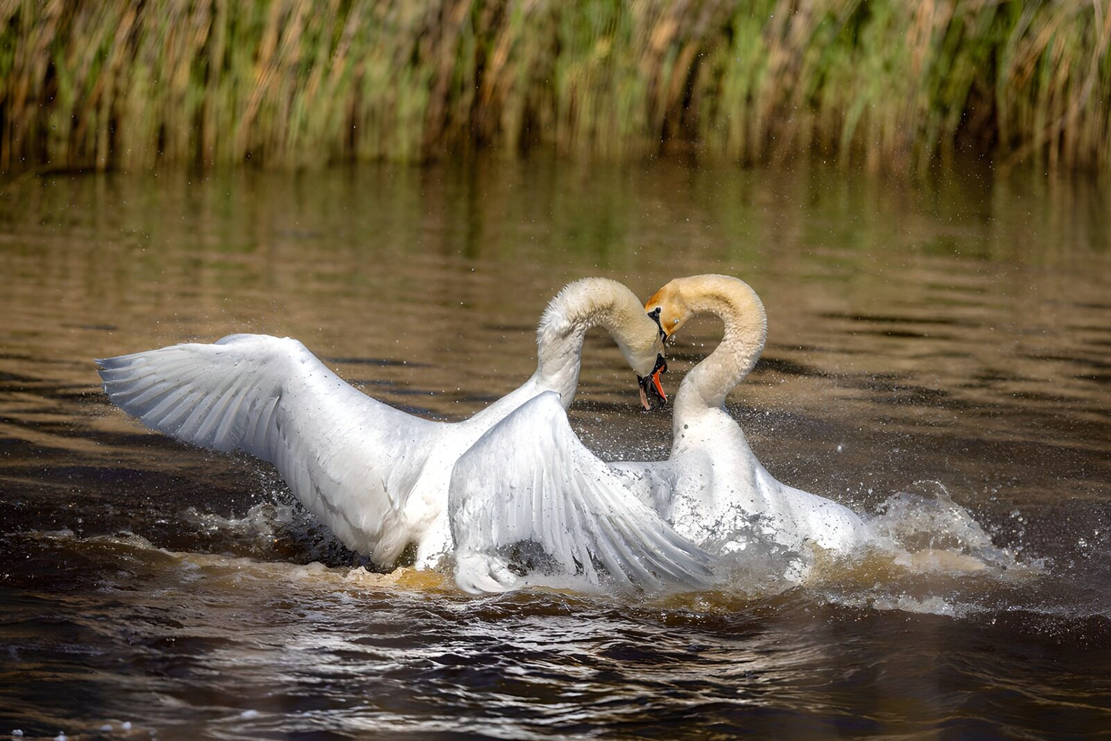 TPES45339: Dos cisnes en plena disputa