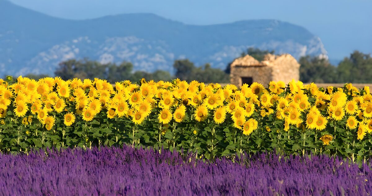 Campos de lavanda