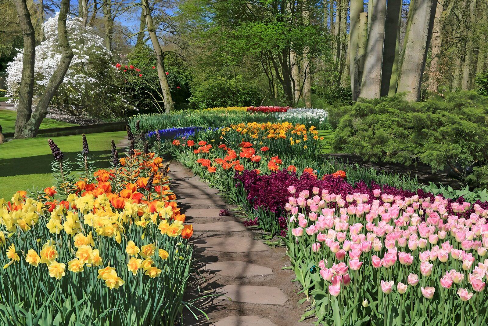 TPES60096: Tulipanes y narcisos bajo el sol