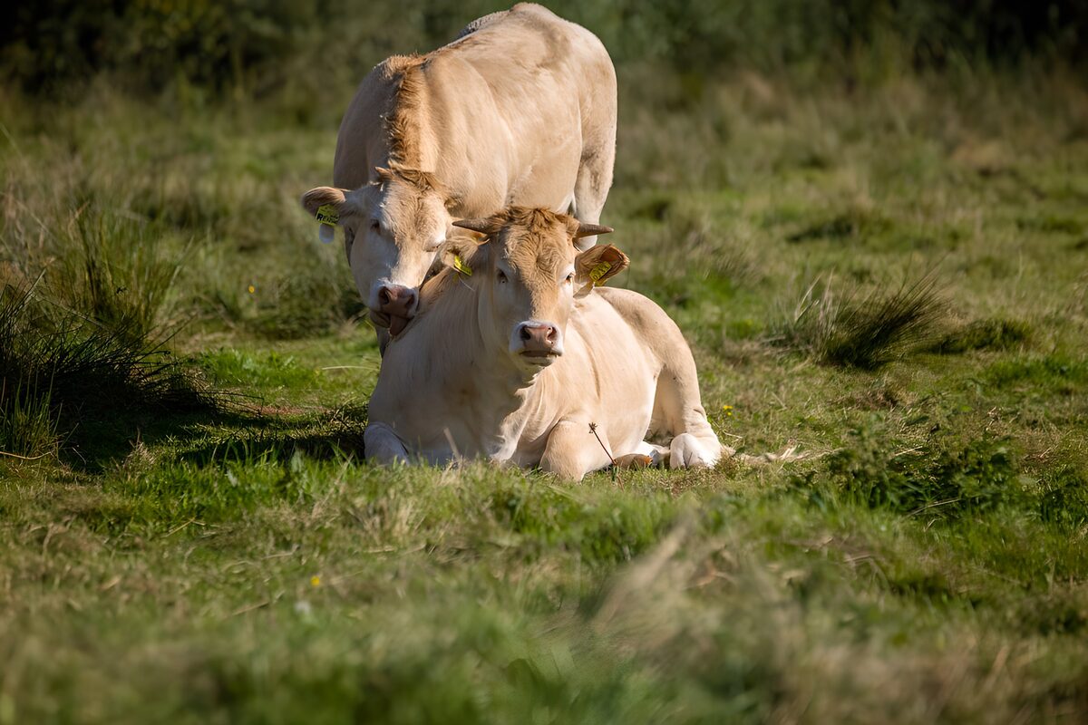 Dos vacas en la hierba, sin prisa