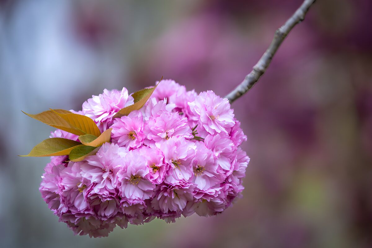 Racimo de cerezo en rosa suave