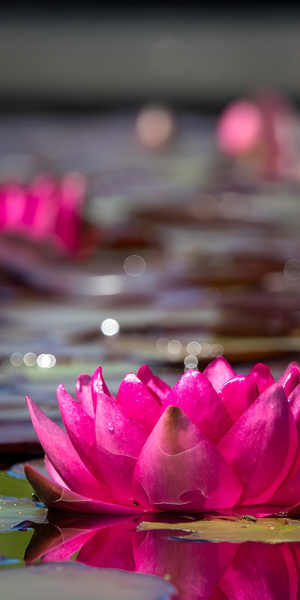 TPES46312: Nenúfar rosa en primer plano