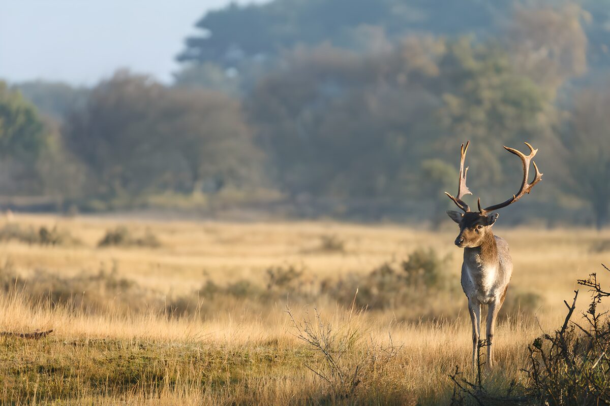 Un gamo en la quietud de la luz