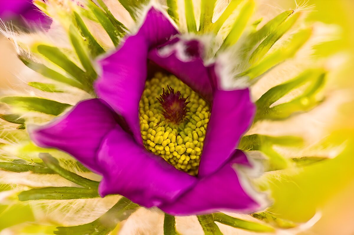 Flor morada con centro amarillo al sol
