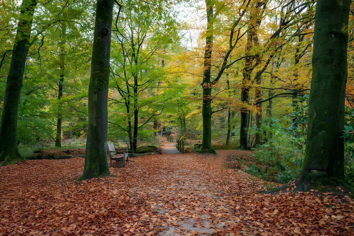 TPES55902: Sendero y banco en un bosque de otoño