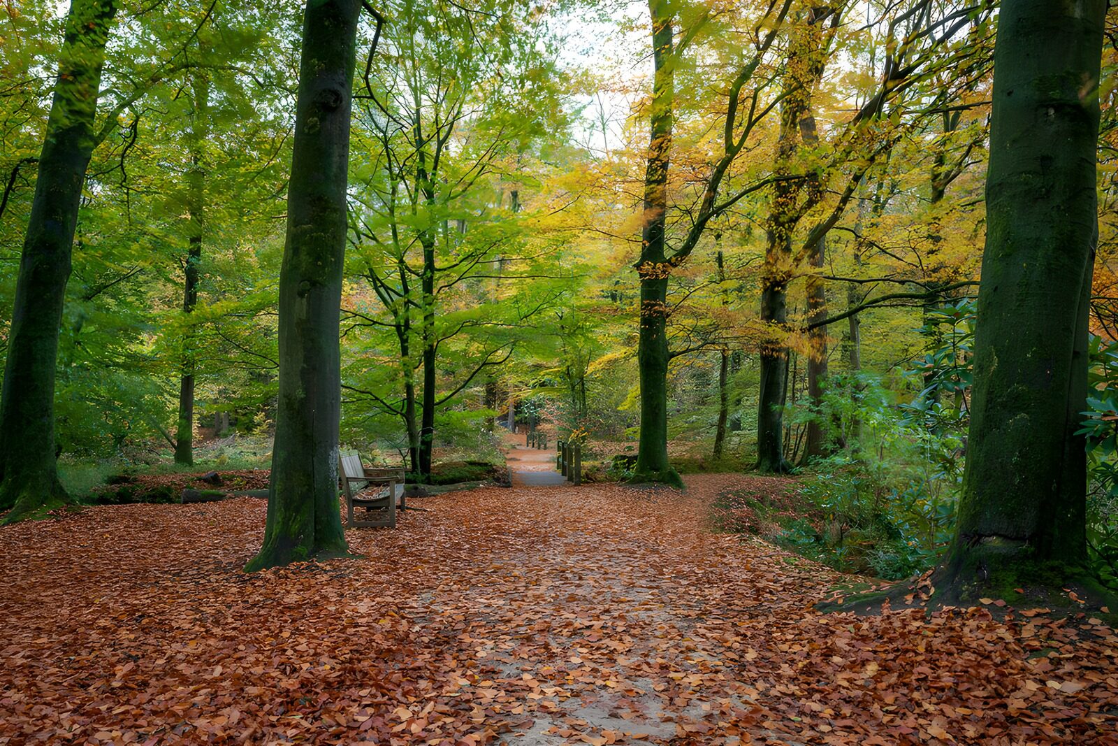 TPES55902: Sendero y banco en un bosque de otoño