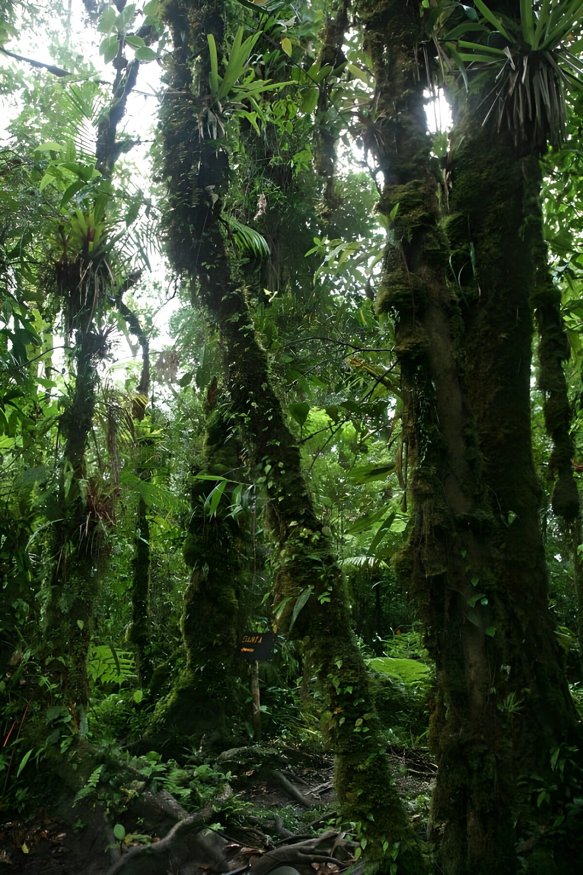 Selva frondosa de troncos y helechos