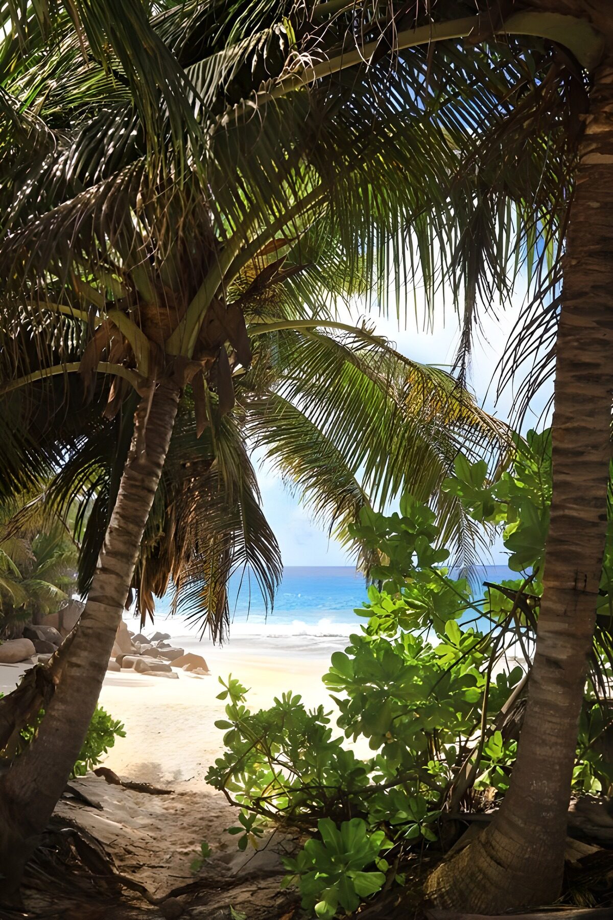 TPES80627: Playa tropical enmarcada por palmeras