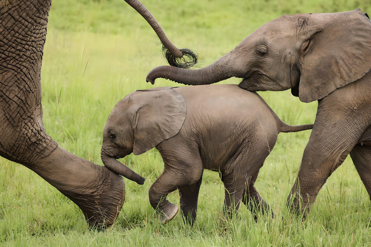 Cría de elefante entre dos gigantes