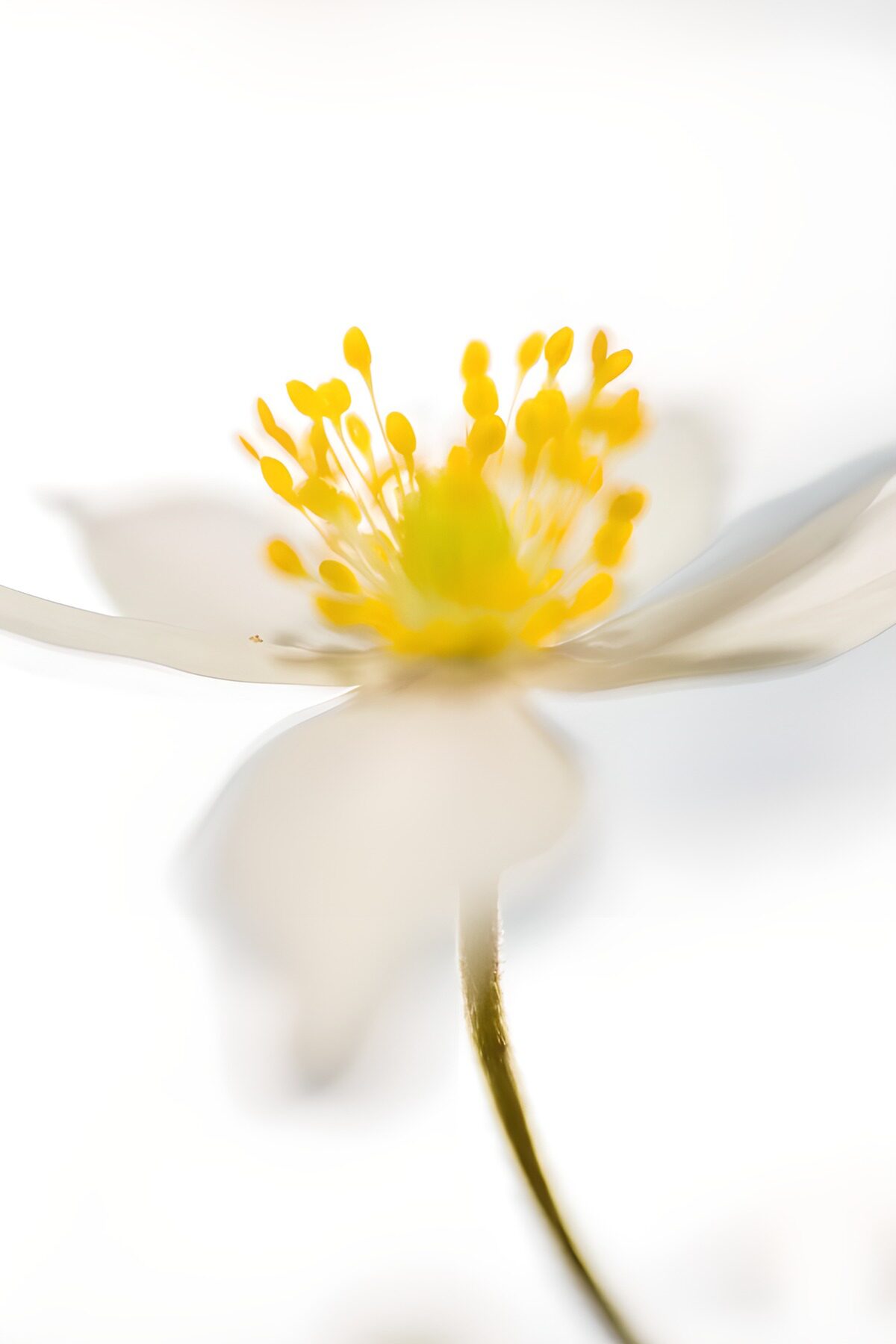 TPES35986: Flor blanca de corazón amarillo