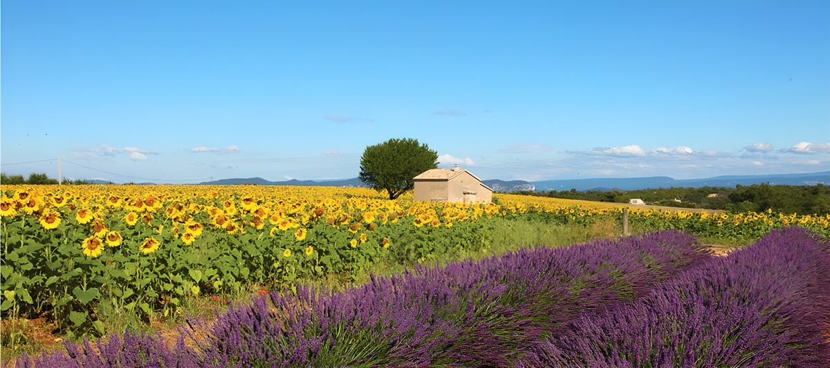 Girasoles y lavanda al sol
