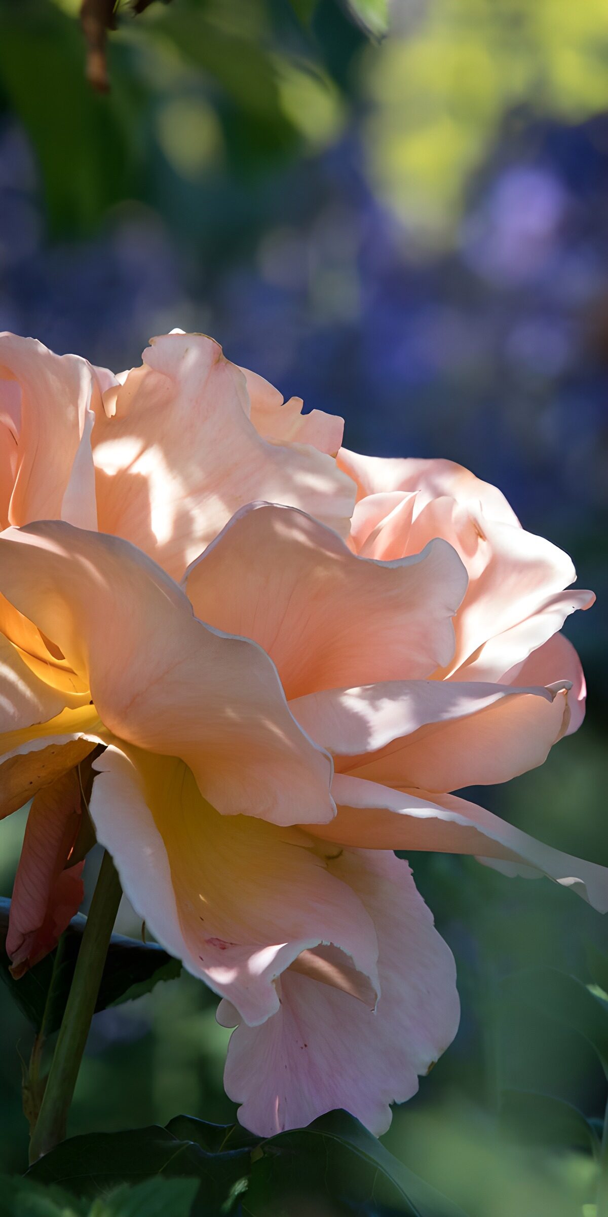 TPES14279: Rosa abierta en tonos rosa y melocotón