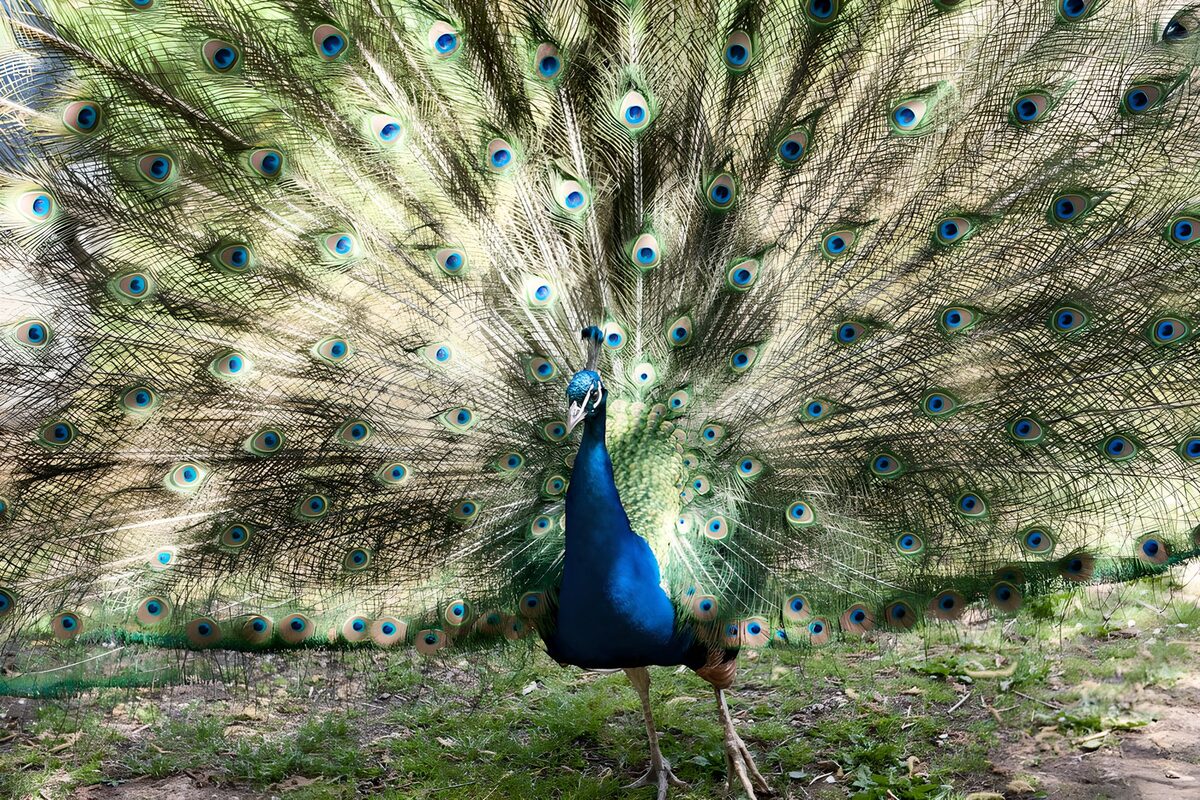 Pavo real con la cola en pleno despliegue