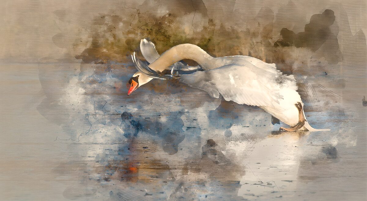 Cisne blanco con las alas desplegadas