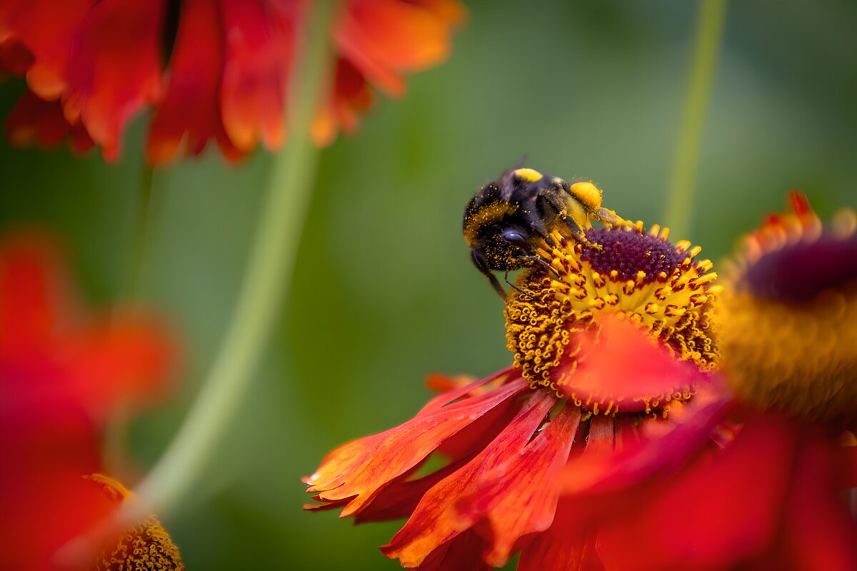 Abejorro en una flor de rojo encendido