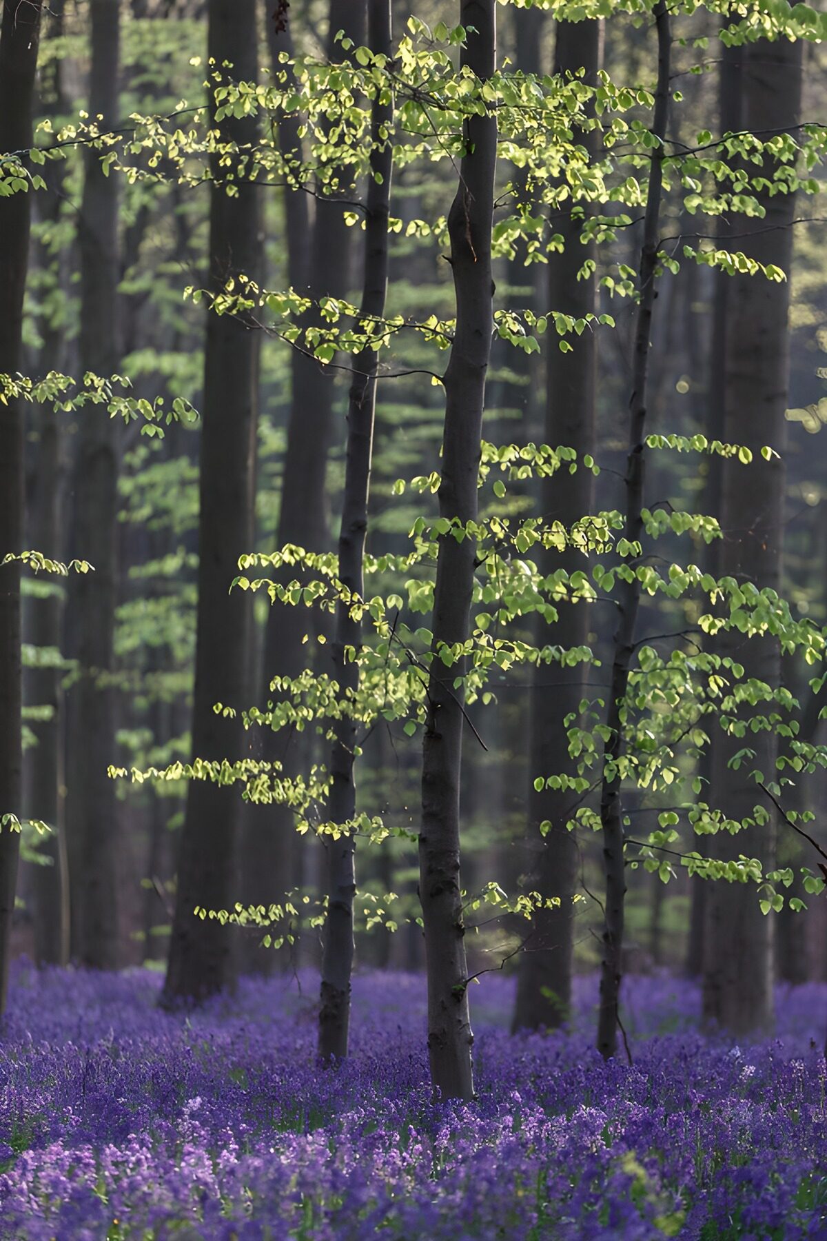TPES87914: Bosque de primavera con flores moradas