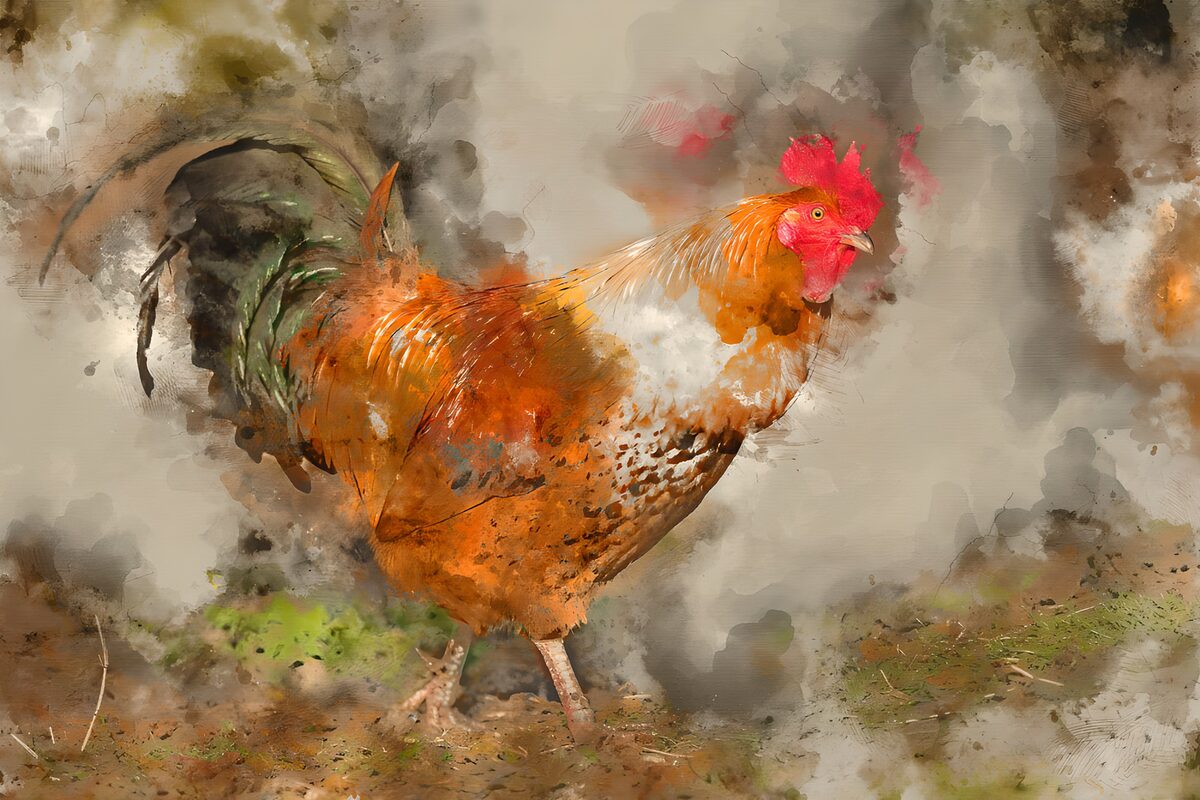 Gallo rojizo en acuarela rústica