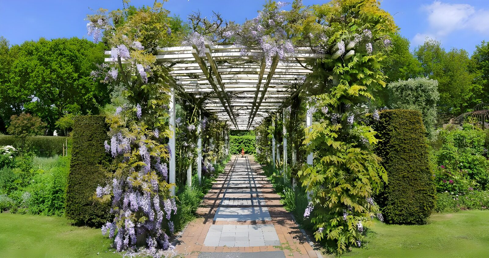 TPES83578: Pérgola de glicinias al sol