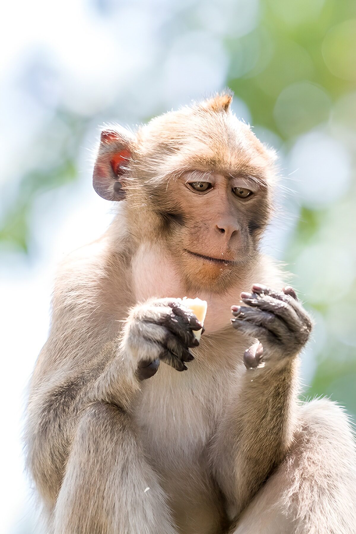 TPES88899: Macaco con fruta, a su aire