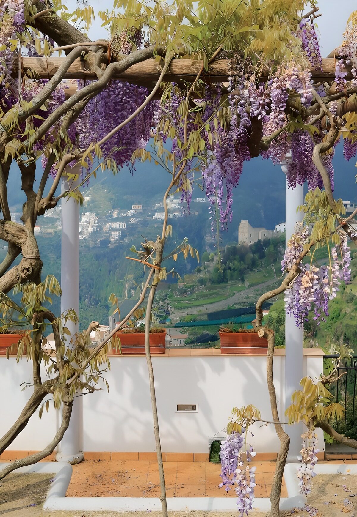 TPES83551: Glicinas en una pérgola con vistas al valle