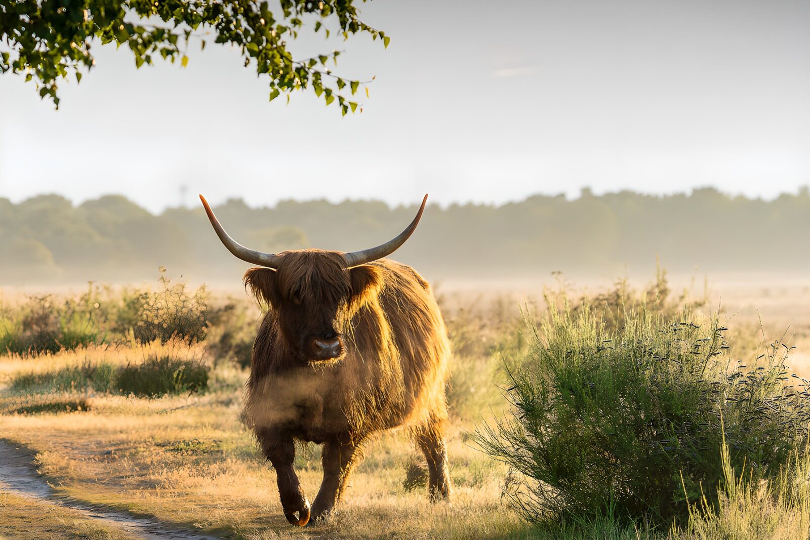 TPES40495: Vaca highland al sol de la mañana