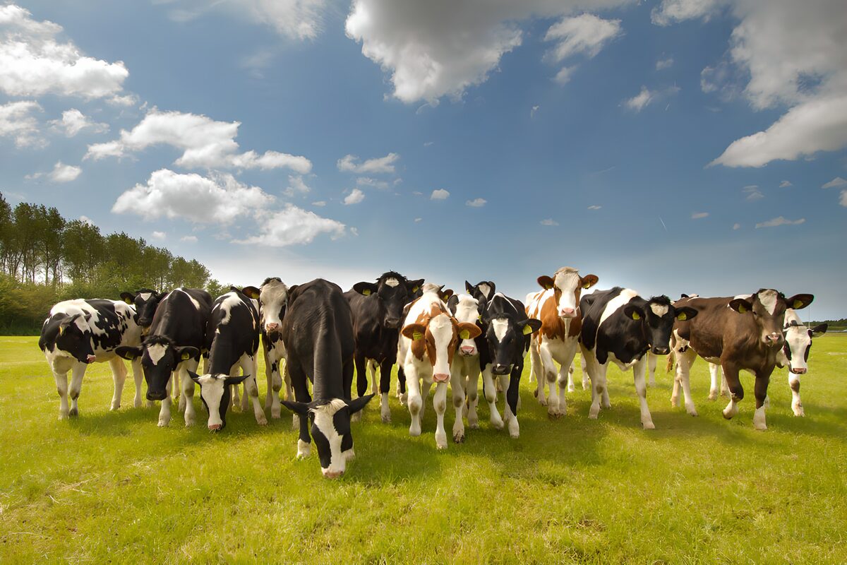 Vacas pastando en una pradera soleada