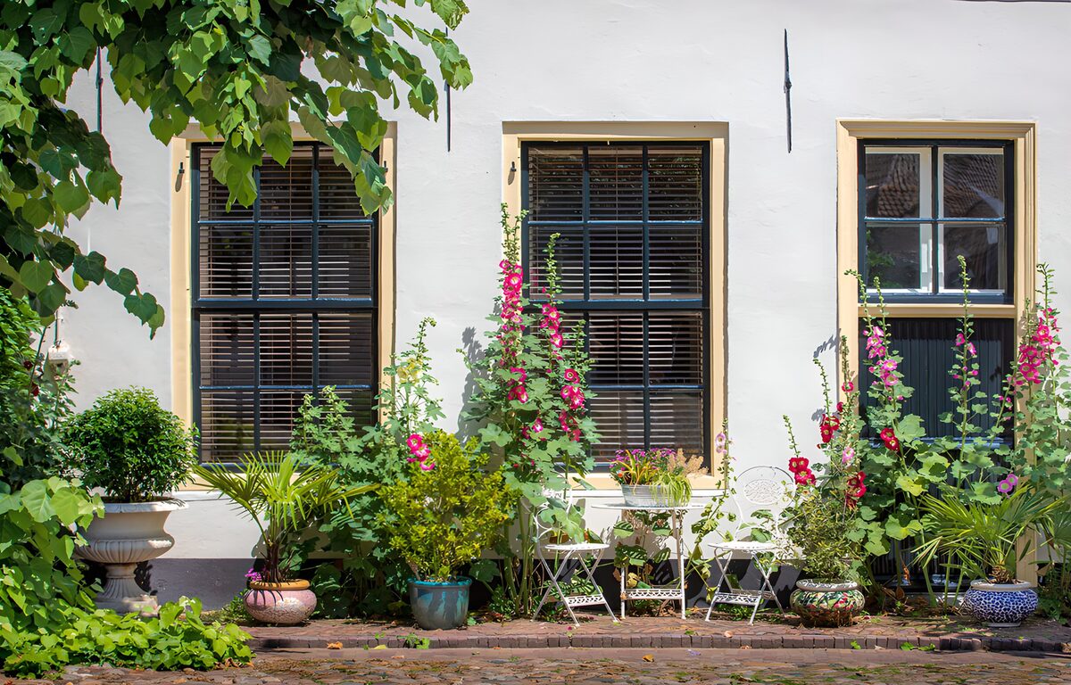 TPES60668: Patio con malvarrosas al sol