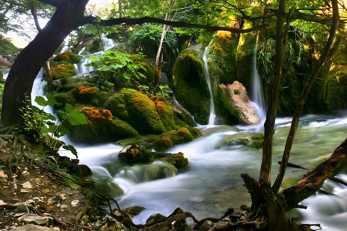 Arroyo y cascadas a la sombra del bosque