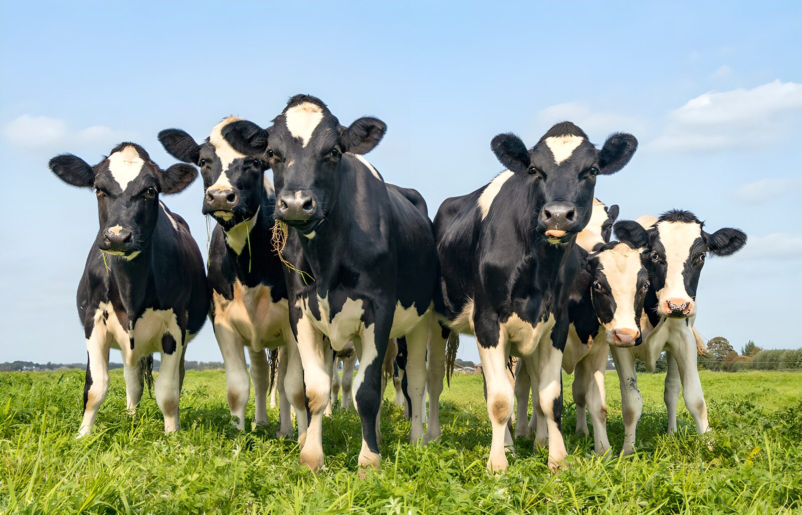 TPES17859: Seis vacas blancas y negras al sol