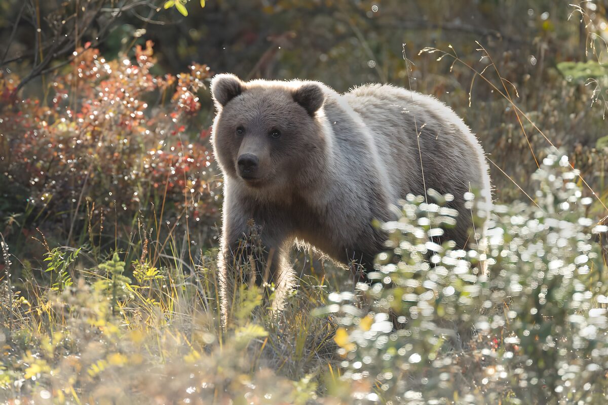 Oso pardo entre hierbas de otoño