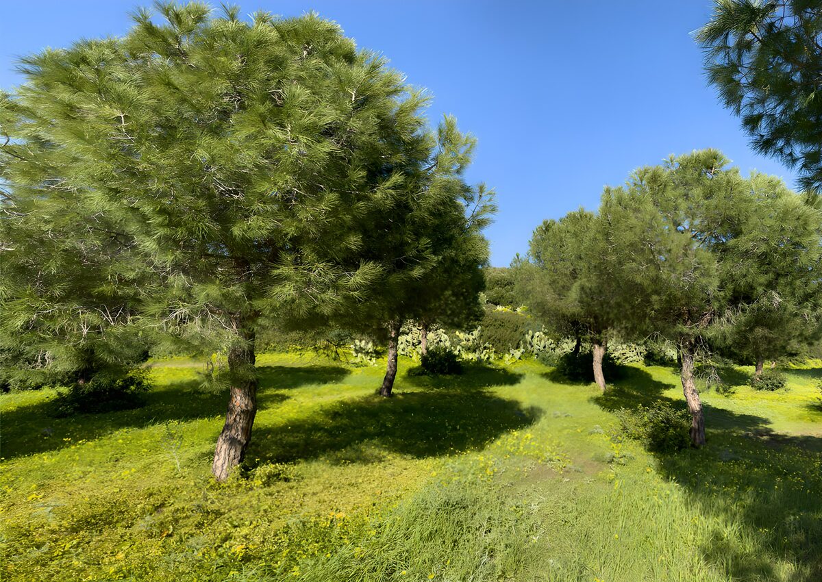 Pinos al sol sobre una ladera verde