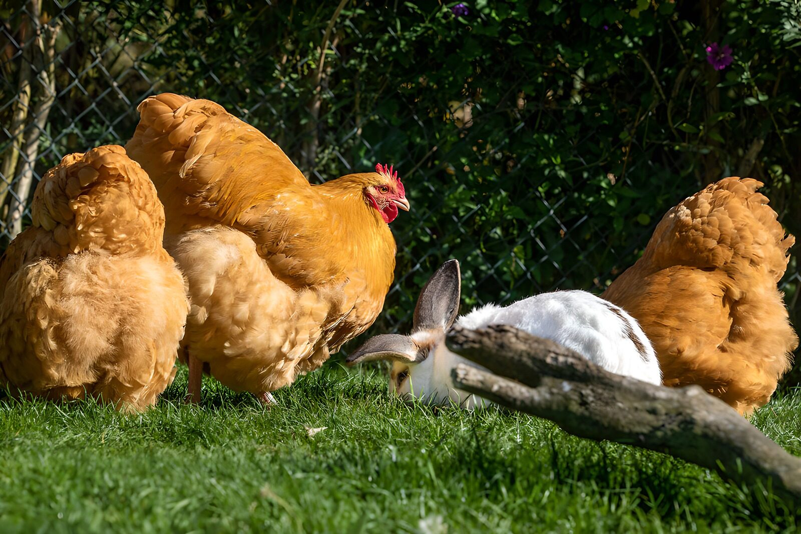 TPES72262: Tres gallinas y un conejo al sol