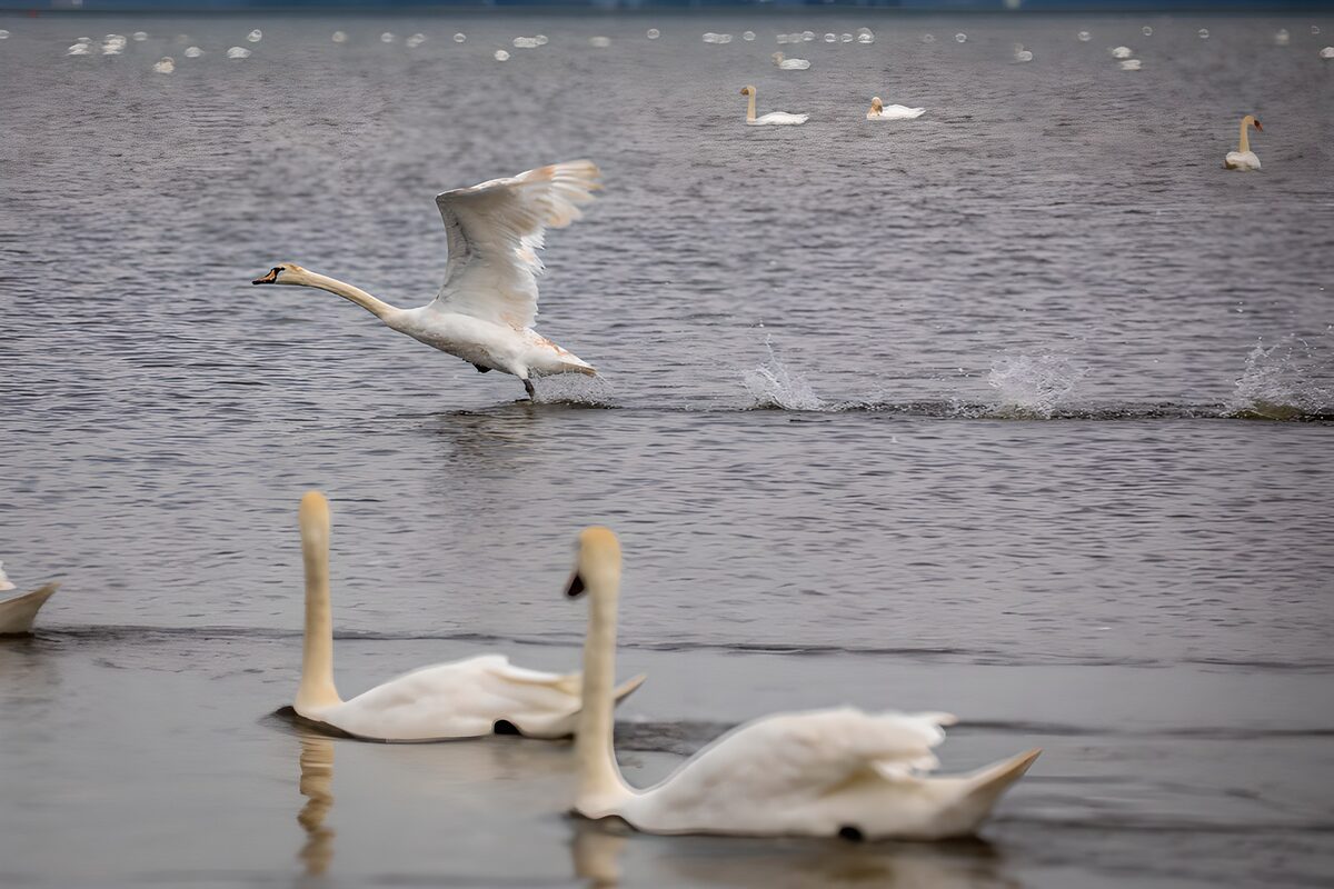 TPES48624: Cisnes blancos entre ondas y salpicaduras